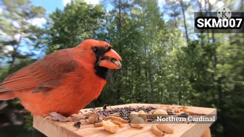 Extreme Close up of a Northern Cardinal eating sunflower seeds.