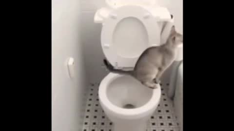 Cat using toilet