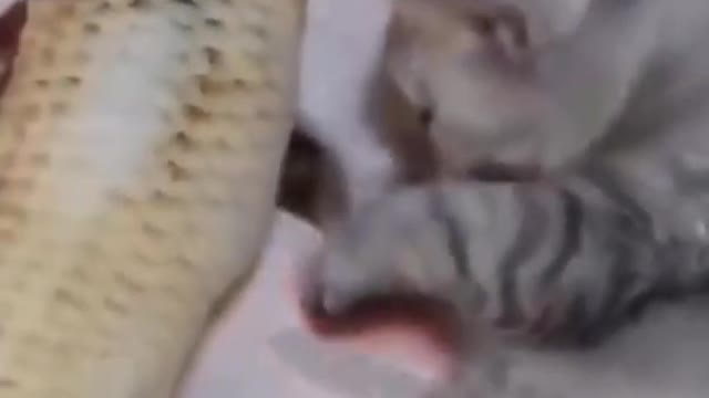 Cute sleepy cat with fish treat! - Funny Animal Reaction!