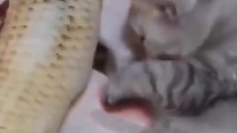 Cute sleepy cat with fish treat! - Funny Animal Reaction!