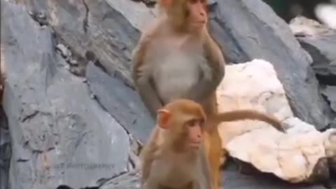 So funny monkey 🐒🐒 video 😅😅😅