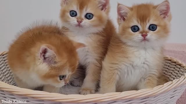 7 weeks after birth Bassi's and Akai's cute kittens.