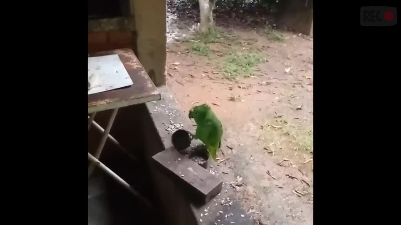 Parrot Singing Children's Music I Tossed the Stick in the Cat