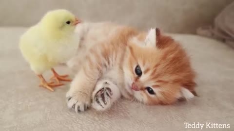 Kitten sleeps sweetly With the Chicken.