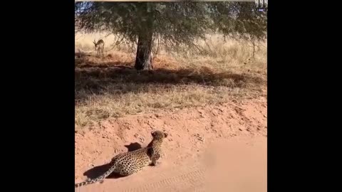 The stealth and movement of this Leopard