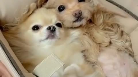 Cute and Funny Puppy Videos