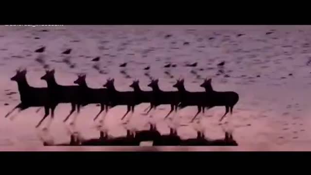 Deer dance short video