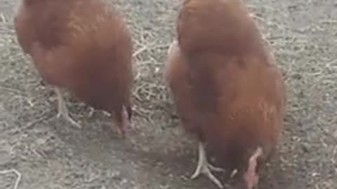 Coordinated movement of the chickens😃🤩