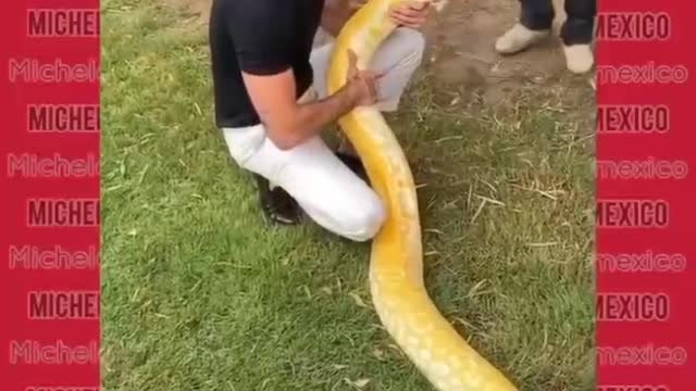 How dare you play with a boa constrictor and not be bitten