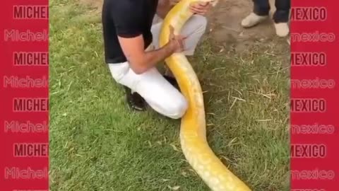 How dare you play with a boa constrictor and not be bitten