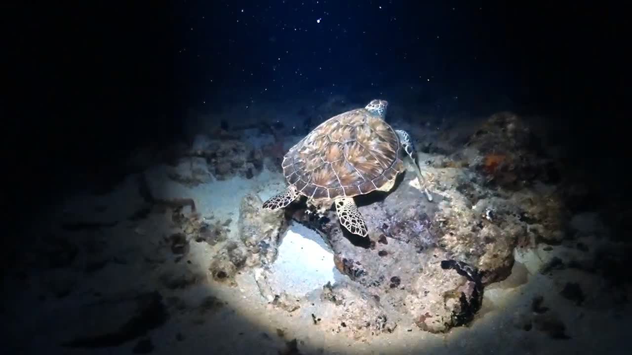 Crazy Beautiful Green Sea Turtle -Loves Night Diver Company - Comes Close to Say Hello