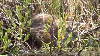 Muskrat Love