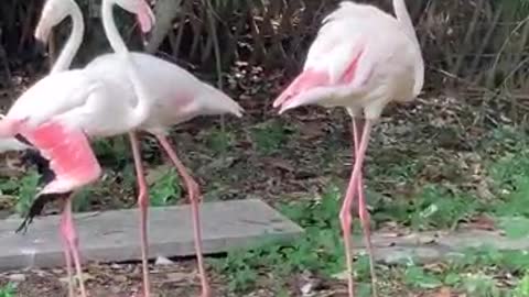 Flamingo of love