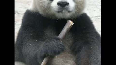 Panda panda panda