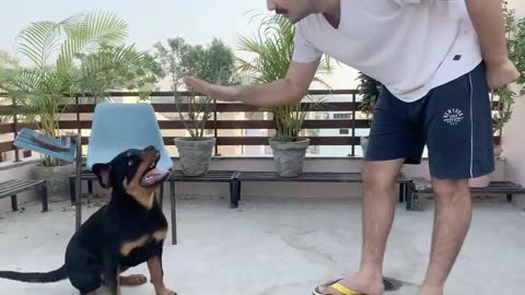 TRAINING OF SPEAK COMMAND _ HOW TO TRAIN YOUR DOG TO SPEAK( BARKING) COMMAND_ROTTWEILER DOG TRAINING