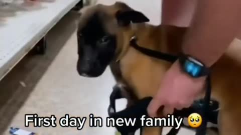 First day in new family