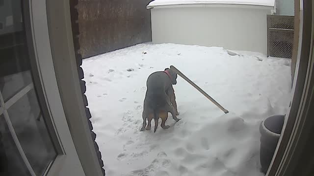 Dog Day Afternoon