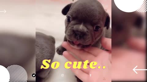 Baby Dogs - Cute and Funny Dog Videos Compilation