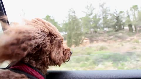 Funny dog ​​sticking his head out of the car window