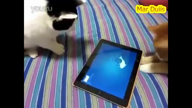 Funny cat trying to catch the fish