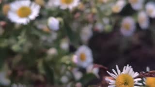 macro of chamomile