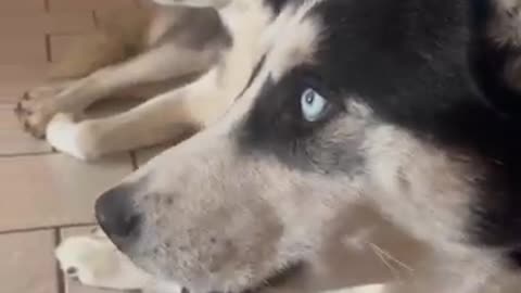 Husky lover