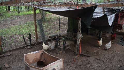 Hens chase each other for beef jerky.