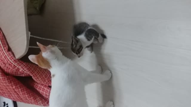 Playful Cat (Beware of Bullying)