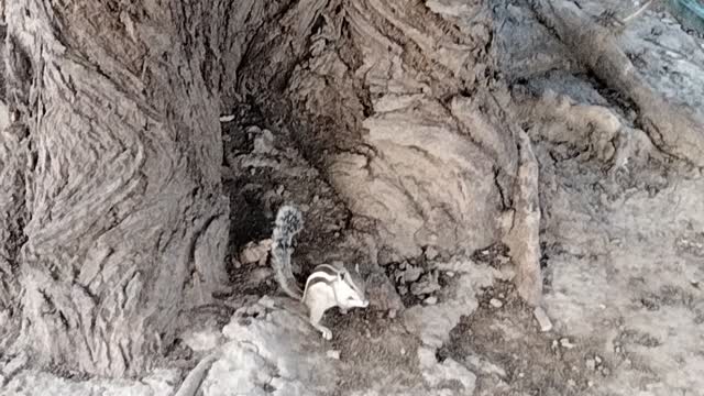 Cute Squirrel 🐿️ By Kingdom of Awais