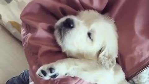 Cute Poppy sleeping