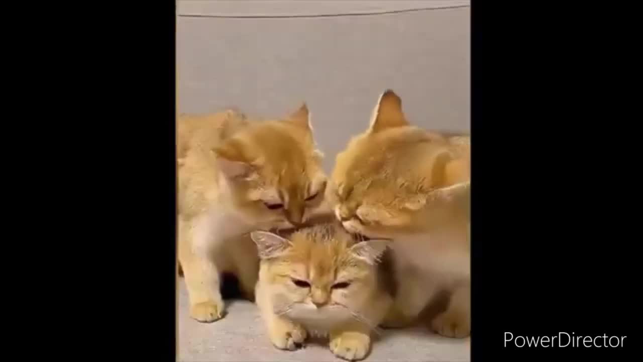 Watch 🤓 this super funny/ dogs 🐶/cats/kittens / puppies 🐕 compilations -try not to laugh change 😂