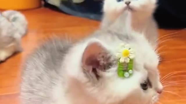 The little cute cat