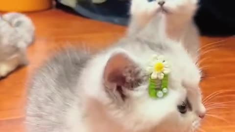 The little cute cat