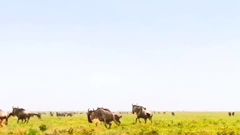 Hunting amazing video