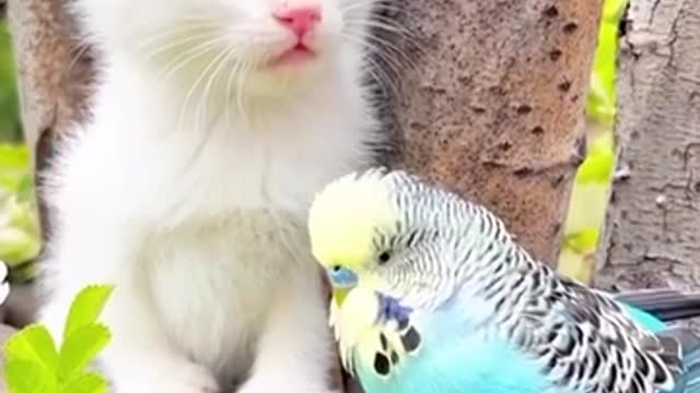 Cats Video Compilation Cute Moment kitten with bird | Funny Cat Shorts Videos 😀😅😂🤣🤣🤣