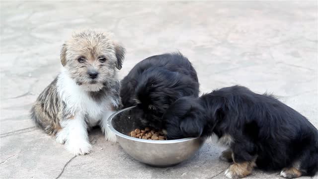 Two puppies eat with relish, why doesn't the other one eat it?