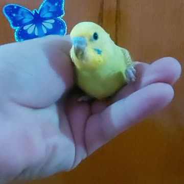 Budgies want to escape outside the house
