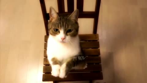 Funny cats 2020 like