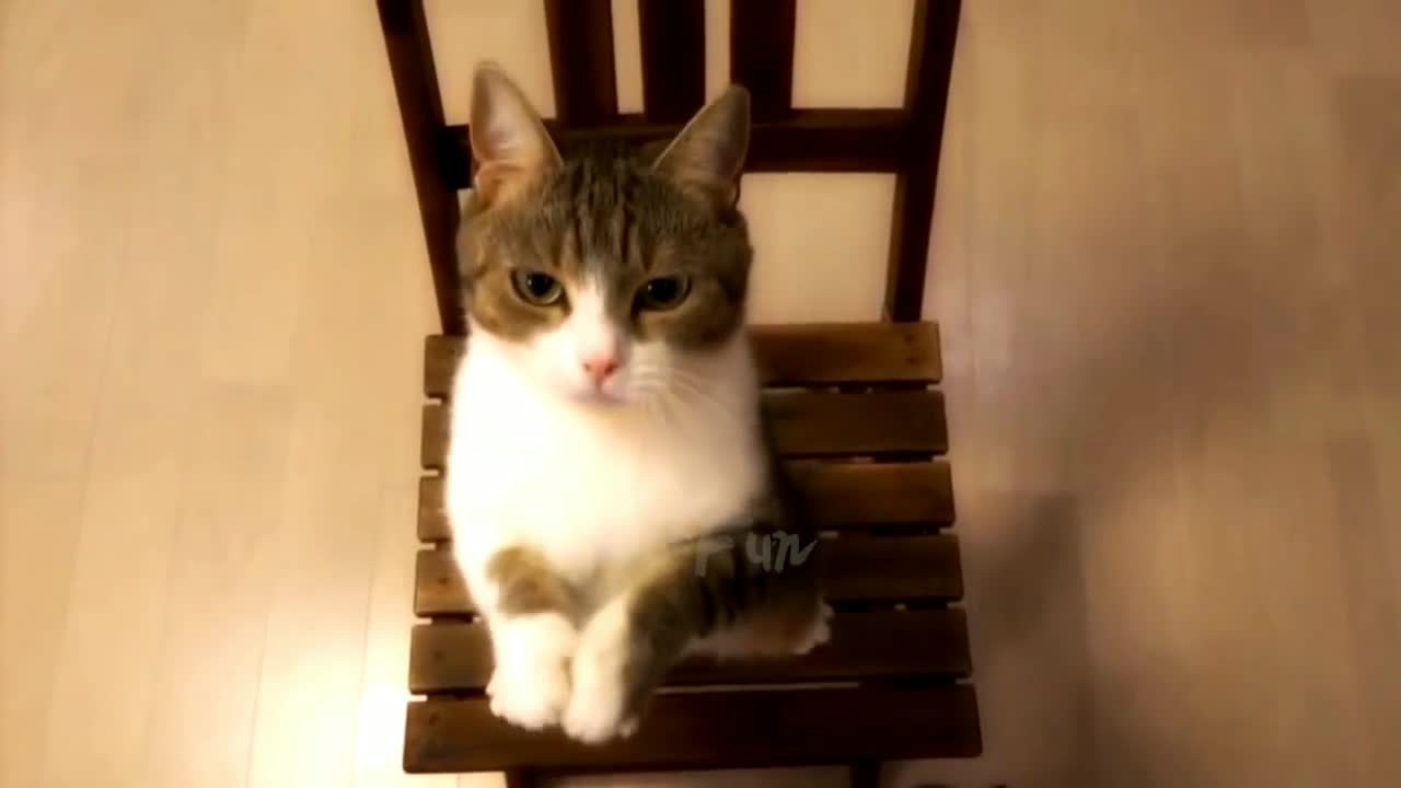 Funny cats 2020 like