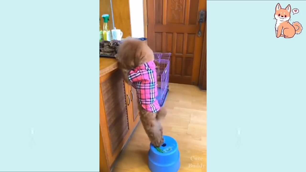 Funny dog video , You will laugh at all the dog.