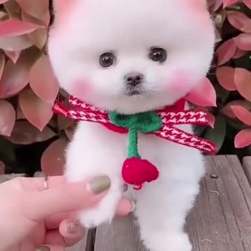 Cute puppy funny puppy video looking so cute and beautiful