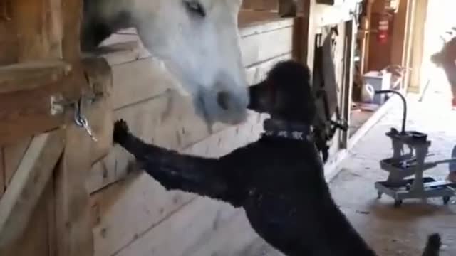 Horse funny videos|| dog and horse funny videos|| new viral funny videos||animal funny videos