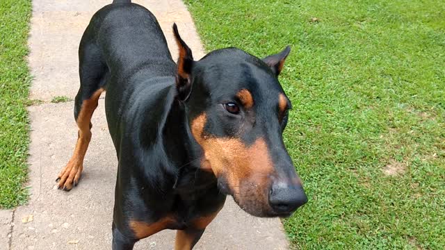 Doberman Demands peanut butter