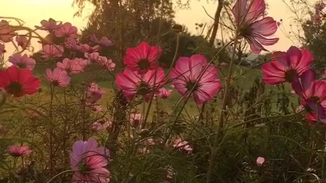 Wildflowers on the roadside, record the beauty