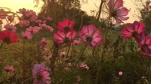 Wildflowers on the roadside, record the beauty