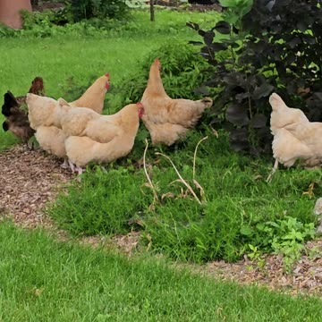 OMC! Exploring & hunting hens - Adorable flock of happy hens! #adorable #flock #happy #shorts #hens