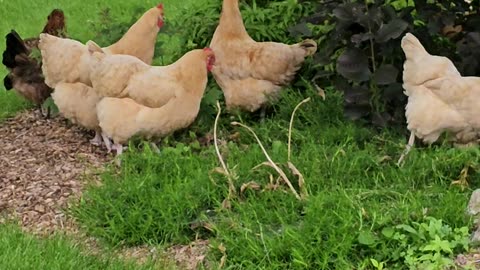 OMC! Exploring & hunting hens - Adorable flock of happy hens! #adorable #flock #happy #shorts #hens