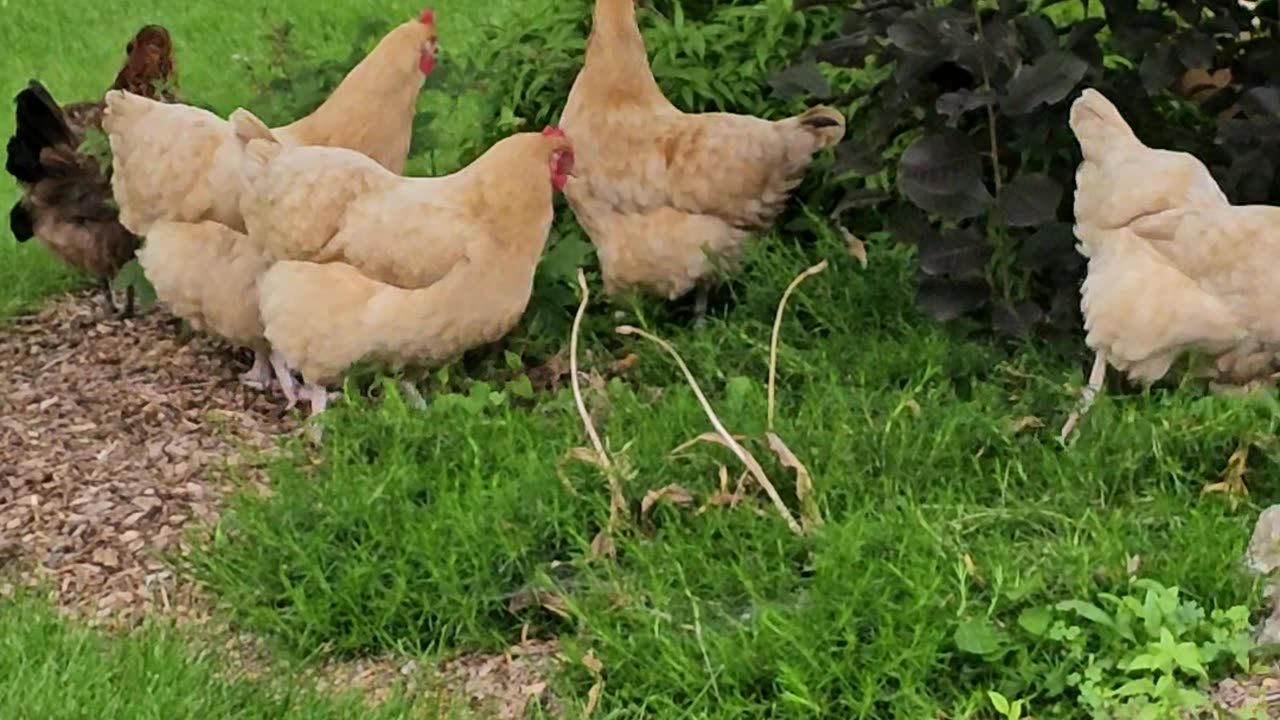 OMC! Exploring & hunting hens - Adorable flock of happy hens! #adorable #flock #happy #shorts #hens