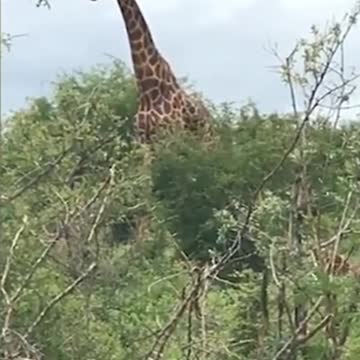 Giraffe Knocks Out Rival and is Confused_HD