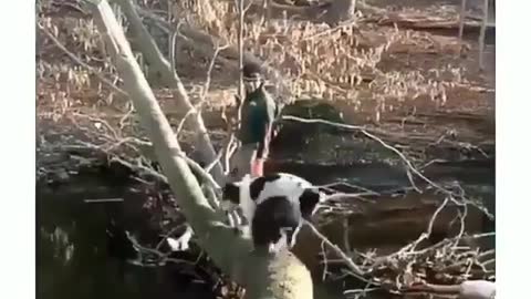 These clumsy dog made my day